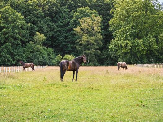 Reiterhof zum Kauf 1.650.000 € 16.557 m² Grundstück Hervest Dorsten 46284