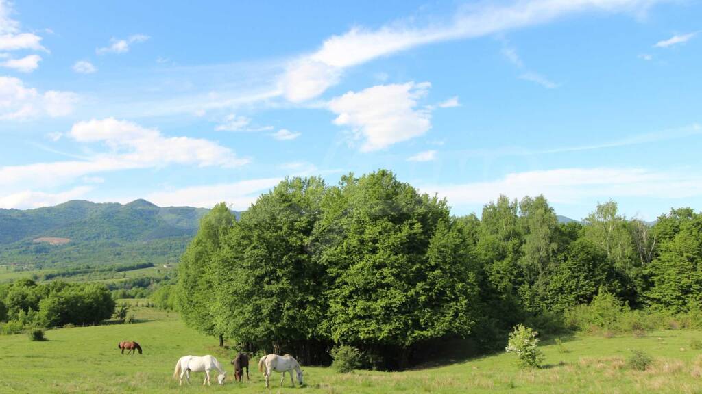 Land-/Forstwirtschaft zum Kauf 85.000 € Apriltsi