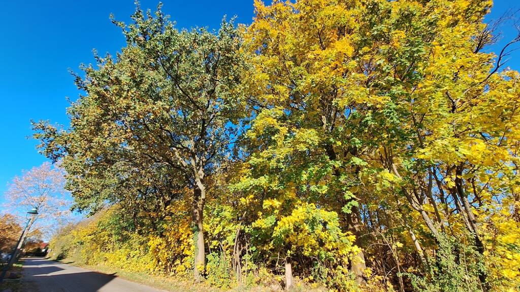 Grundstück zum Kauf 63.000 € 630 m² Grundstück Pfaffendorf Rietz-Neuendorf / Pfaffendorf 15848