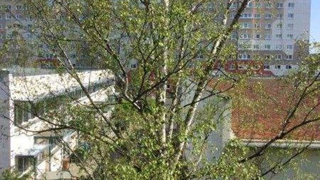 Wohnung zur Miete 499 € 4 Zimmer 65 m² 2. Geschoss frei ab 01.05.2026 Mühlsdorfer Weg 3 Leuben Dresden 01257