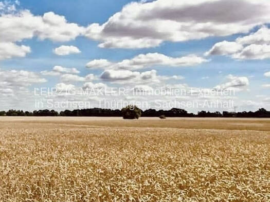 Land-/Forstwirtschaft zum Kauf 493.537 m² Grundstück Letschin