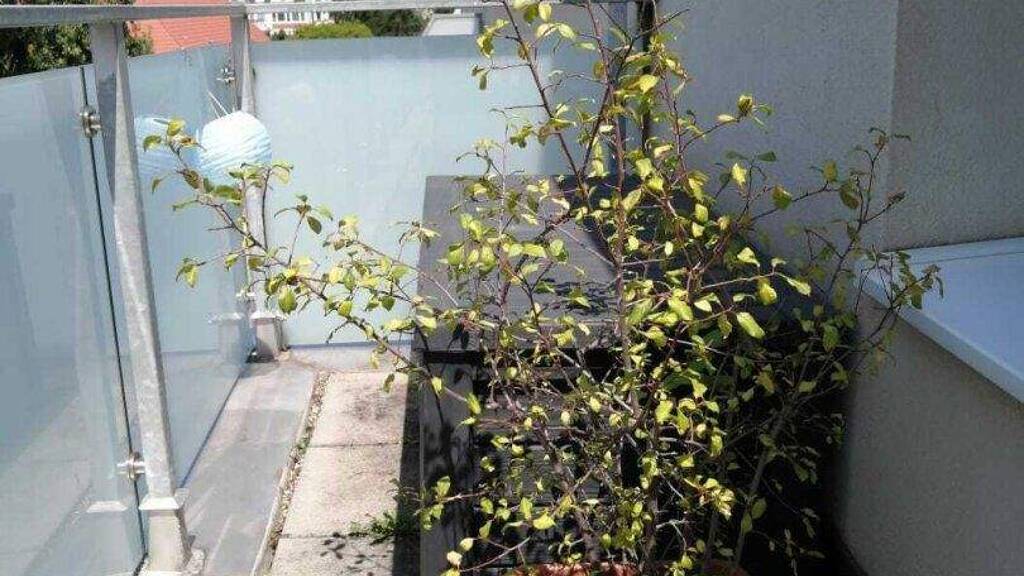 Wohnung zur Miete 900 € 2 Zimmer 34 m² 3. Geschoss Messerschmidtgasse 2-6 Wien,Währing 1180