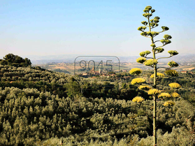 Einfamilienhaus zum Kauf 750.000 € 12 Zimmer 250 m² 5.000 m² Grundstück Vinci 50059