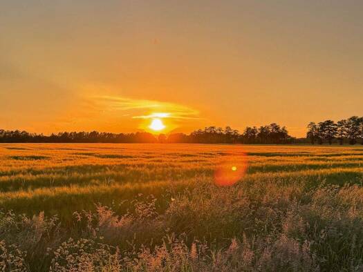 Grundstück zum Kauf 229.000 € 570 m² Grundstück Winsen Winsen (Luhe) 21423