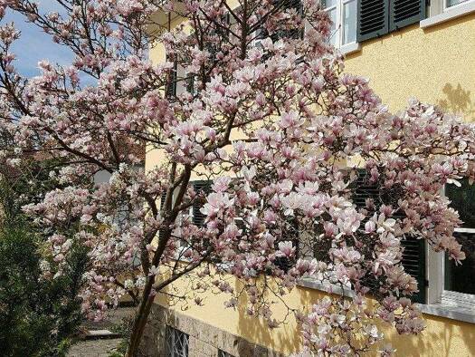 Wohnung zur Miete 1.450 € 3 Zimmer 108 m² EG frei ab 01.08.2026 Frauenland Würzburg 97074