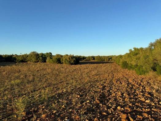 Acker-/Waldstück zum Kauf 298.000 € Vilafranca de Bonany 07250