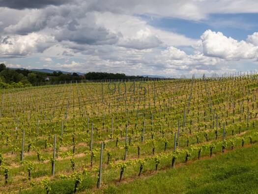 Einfamilienhaus zum Kauf 500.000 m² Grundstück Montepulciano 53045