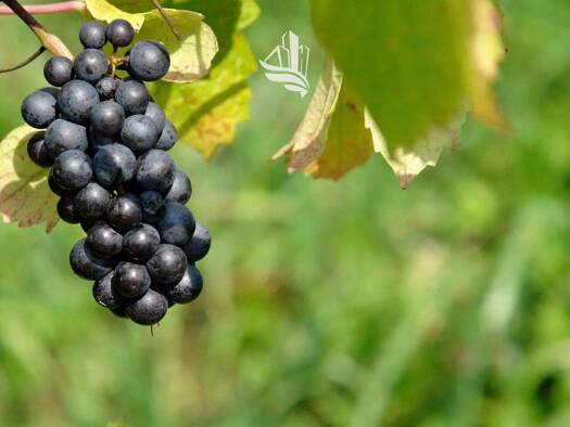 Grundstück zum Kauf 250.000 € 2.500 m² Grundstück Kaltern 39052