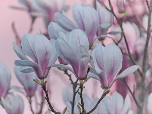 Grundstück zum Kauf 74.000 € 914 m² Grundstück Hopsten 48496