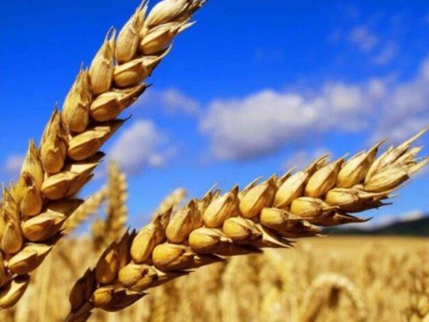 Land-/Forstwirtschaft zum Kauf provisionsfrei 2.310.000 m² Grundstück Lohnsitz Tirschenreuth 95643