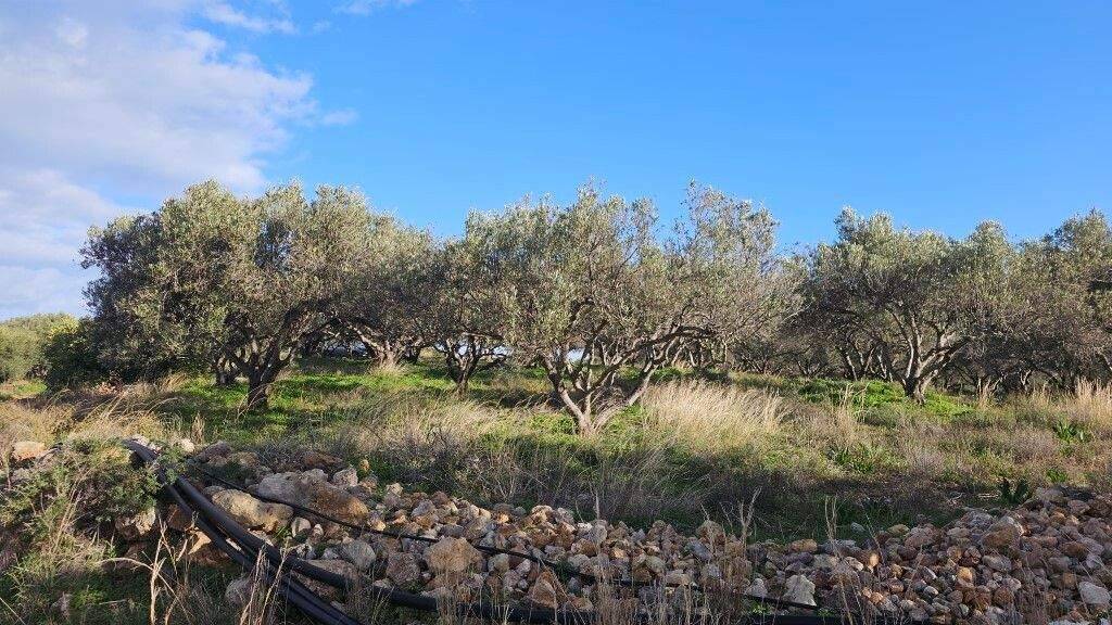 Land-/Forstwirtschaft zum Kauf 143.000 € 6.300 m² Grundstück Kreta