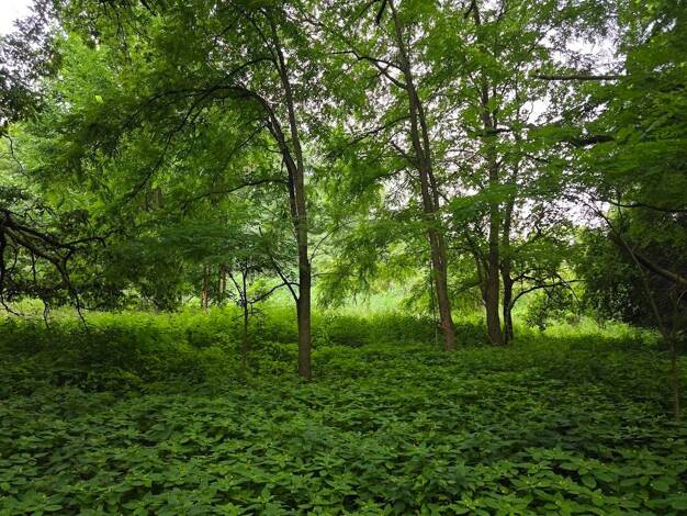 Land-/Forstwirtschaft zum Kauf provisionsfrei 2.900 € 1.000 m² Grundstück Altfriesack Fehrbellin 16818