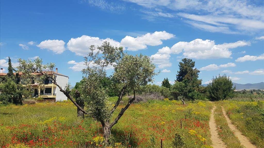 Land-/Forstwirtschaft zum Kauf 150.000 € 449 m² Grundstück Chalkidiki