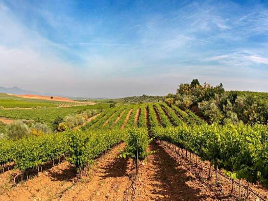 Acker-/Waldstück zum Kauf 1.800.000 € VIÑAS CARIÑENA Cariñena 50400