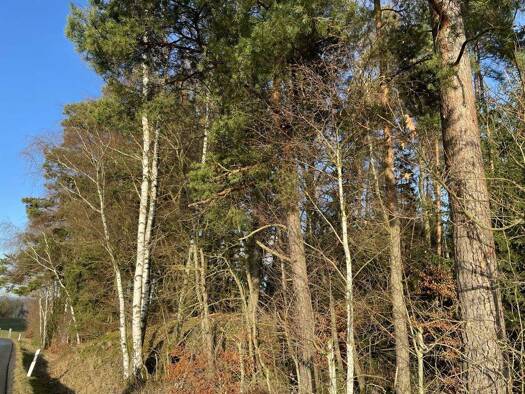 Land-/Forstwirtschaft zum Kauf 159.280 € 39.820 m² Grundstück Tirschenreuth Tirschenreuth / Lengenfeld 95643