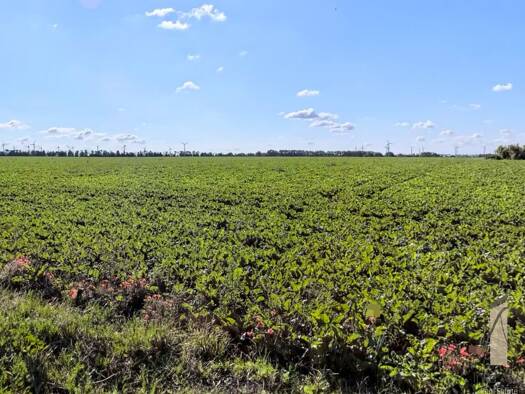 Grundstück zum Kauf 129.125 € 1.033 m² Grundstück Rottmersleben 39343