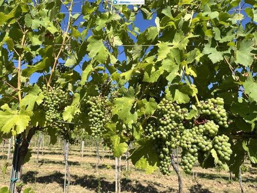 Weingut zum Kauf 113.000 € 19.217 m² Grundstück Feuersbrunn 3483