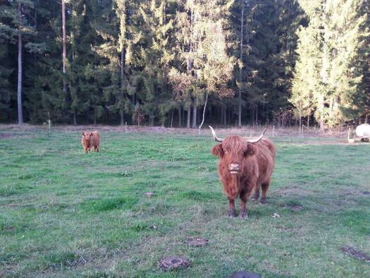 Bauernhaus zum Kauf provisionsfrei 235.000 € 1.132 m² Grundstück frei ab sofort Wachenroth 96193