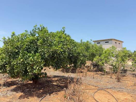 Acker-/Waldstück zum Kauf 77.000 € Ondara 03760