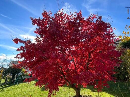 Mehrfamilienhaus zum Kauf provisionsfrei 980.000 € 10 Zimmer 245 m² Wettstetten 85139