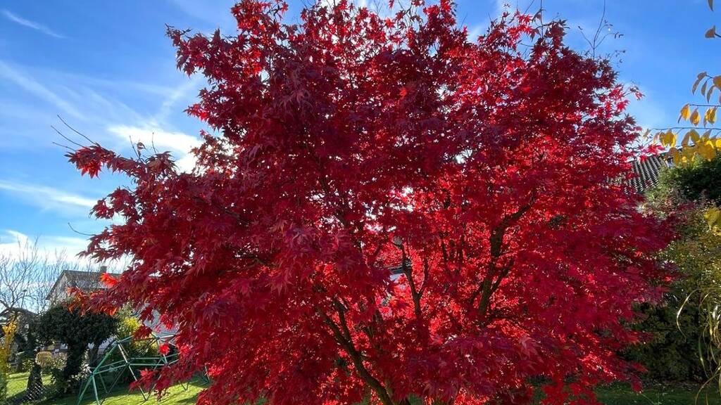 Mehrfamilienhaus zum Kauf provisionsfrei 890.000 € 10 Zimmer 245 m² 813 m² Grundstück Wettstetten 85139