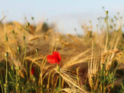 Einfamilienhaus zur Miete 3.380 € 6 Zimmer 200 m² 1.000 m² Grundstück frei ab 01.08.2026 Saarmund Nuthetal 14558