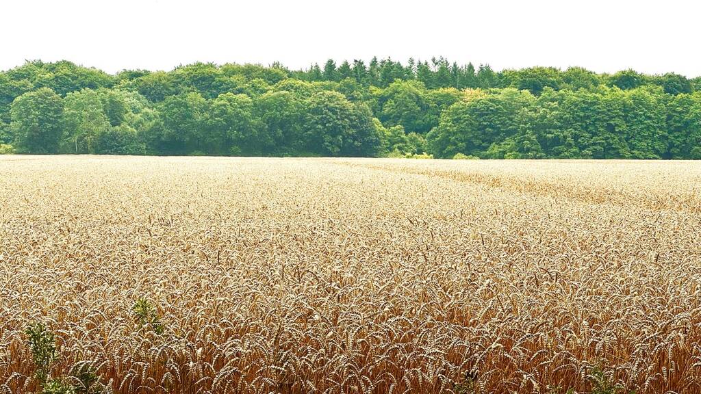 Landwirtschaftliche Fläche zum Kauf 690.000 € 207.732 m² Gallin Gallin-Kuppentin 19386