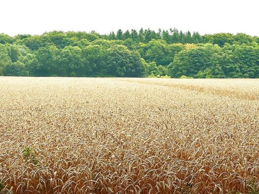 Landwirtschaftliche Fläche zum Kauf 207.732 m² Gallin Gallin-Kuppentin 19386