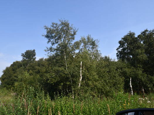 Land-/Forstwirtschaft zum Kauf Drentwede