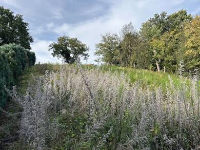 Grundstück zum Kauf 195.000 € 745 m² Grundstück Obermaubach Kreuzau 52372