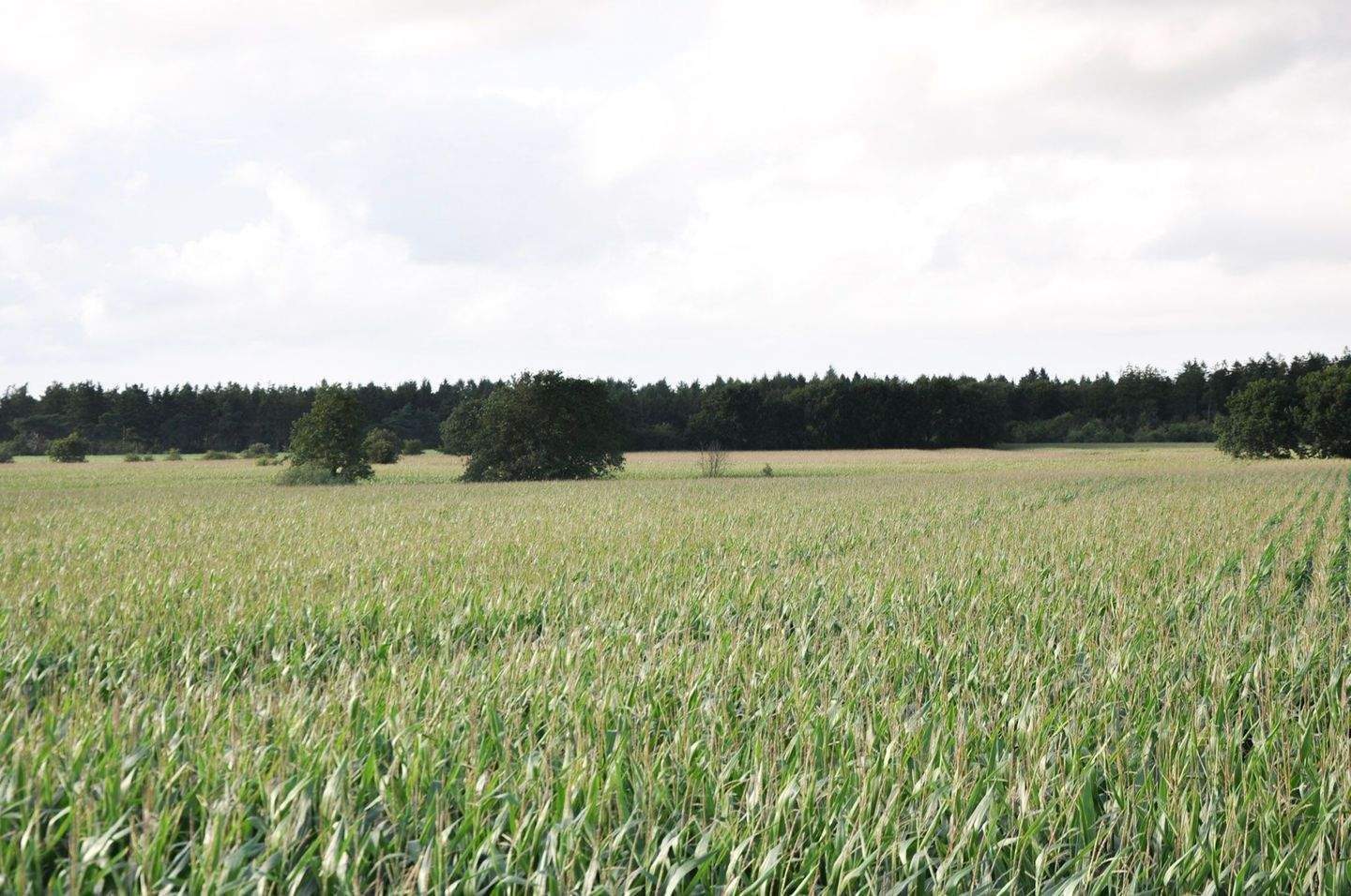 Immobilie in Kropp - Exklusives Haus mit Sauna und Einliegerwohnung in ruhiger Lage ZWISCHEN DEN MEEREN! - Bild 1