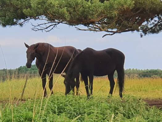 Mehrfamilienhaus zum Kauf 195.000 € 6 Zimmer 200 m² 2.500 m² Grundstück frei ab sofort Eschede 29348