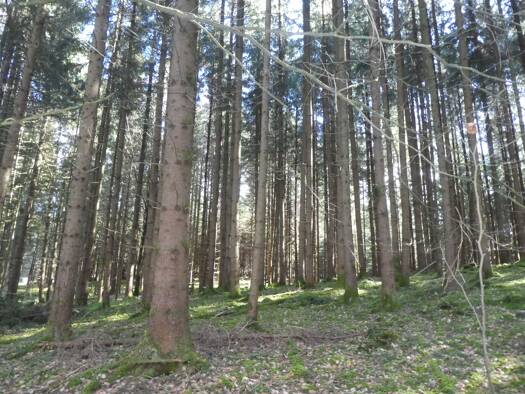 Forstwirtschaft zum Kauf 60.000 € 11.746 m² Grundstück Ziegelbrunnen Aichstetten 88317