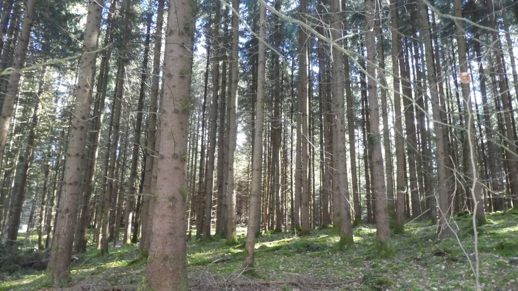 Forstwirtschaft zum Kauf 60.000 € 11.746 m² Grundstück Ziegelbrunnen Aichstetten 88317