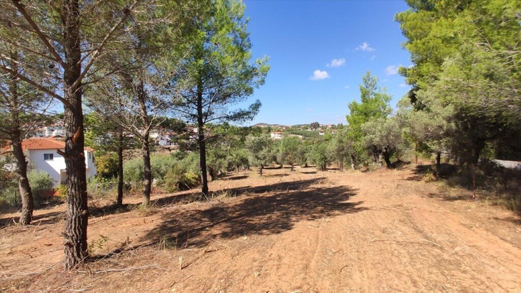 Land-/Forstwirtschaft zum Kauf 170.000 € 3.208 m²<br/>Grundstück Chalkidiki