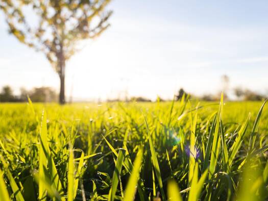 Grundstück zum Kauf provisionsfrei 121.000 € 605 m² Grundstück frei ab sofort Großröhrsdorf 01900