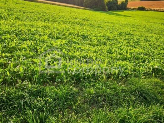 Landwirtschaftliche Fläche zum Kauf 659.000 € 36.000 m² Grundstück Sattledt 4642