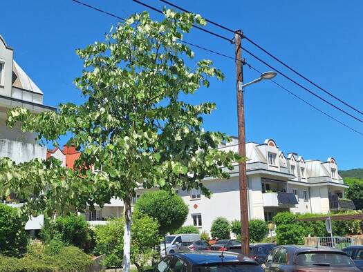 Wohnung zum Kauf 234.990 € 76 m² Purkersdorf 3002