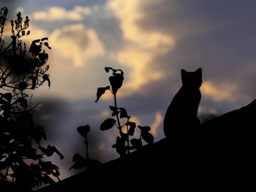 Wohnung zum Kauf 60.000 € 2 Zimmer 47 m² Brasov 500352