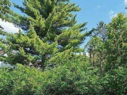 Grundstück zum Kauf 389.980 € 822 m² Grundstück Glienicke/Nordbahn 16548