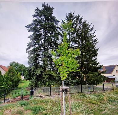 Grundstück zum Kauf 1.256 m² Grundstück Schöneiche bei Berlin 15566