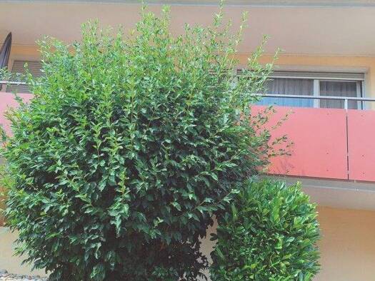 Wohnung zum Kauf 285.000 € 3 Zimmer 78 m² 1. Geschoss Wasserburg 88142