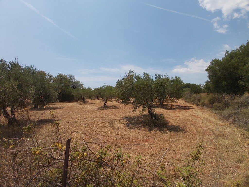 Land-/Forstwirtschaft zum Kauf 135.000 € 8.300 m²<br/>Grundstück Chalkidiki