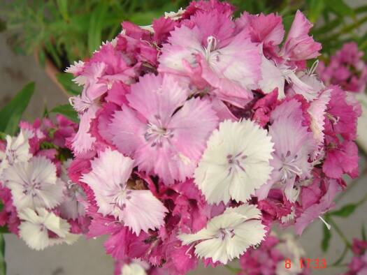 Loft zur Miete 570 € 2 Zimmer 60 m² Geschoss 1/2 frei ab sofort Innenstadt Pirmasens 66953