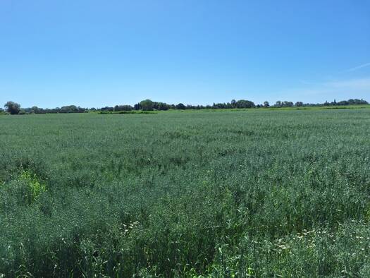 Land-/Forstwirtschaft zum Kauf 106.062 m² Grundstück Ihlienworth Ihlienworth 21775