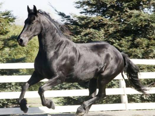 Land-/Forstwirtschaft zum Kauf 28.000 m² Grundstück Frauenfeld 8500