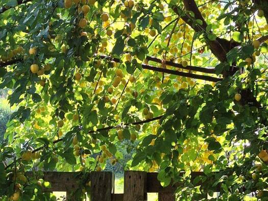 Haus zum Kauf 495.000 € 6 Zimmer 230 m² 2.100 m² Grundstück Ringen Grafschaft 53501