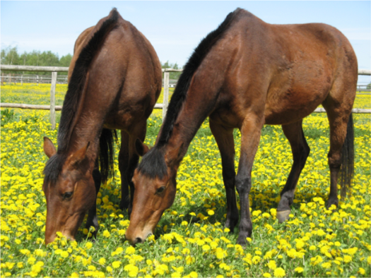Land-/Forstwirtschaft zur Miete provisionsfrei 50.000 m² Grundstück Scholle 4 Seeburg Dallgow-Döberitz 14624