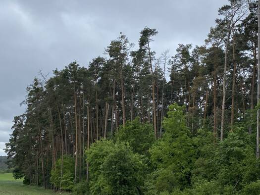 Land-/Forstwirtschaft zum Kauf 6.968 m² Grundstück Kleinsteinach Gutenstetten / Kleinsteinach 91468