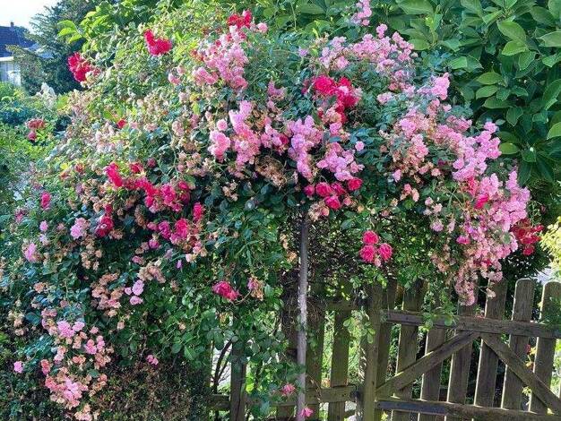 Grundstück zum Kauf provisionsfrei 500 m² Grundstück Billstedt Hamburg 22119